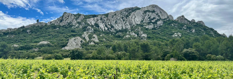 Alpilles et vignes en juillet